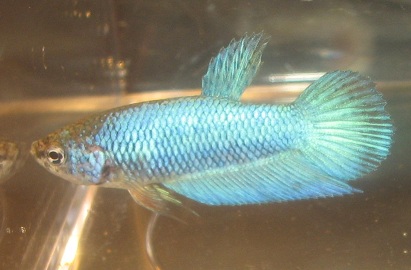 Jasper salamalla 2.4.