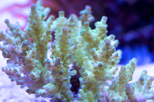 acropora vermiculata