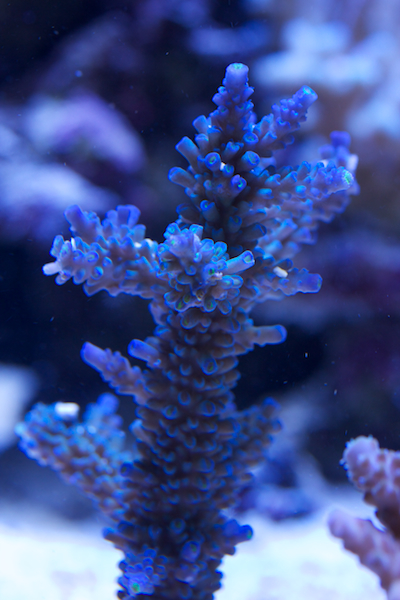 acropora hoeksemai purple with green polyps