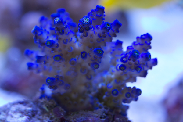 acropora tenuis super blue