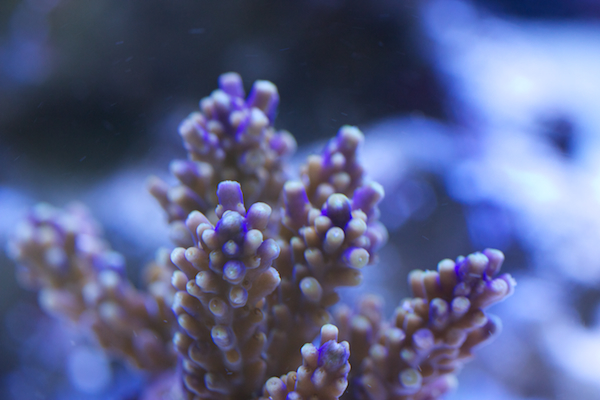 acropora cerealis