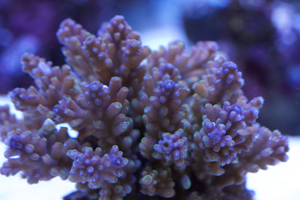 acropora nasuta