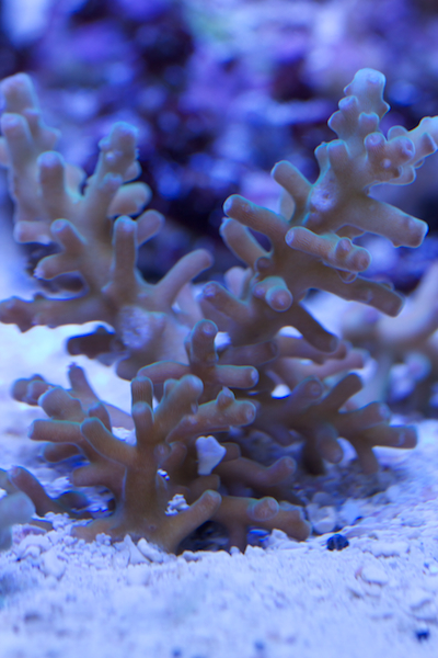 acropora subgalabra palasia pussin pohjalta