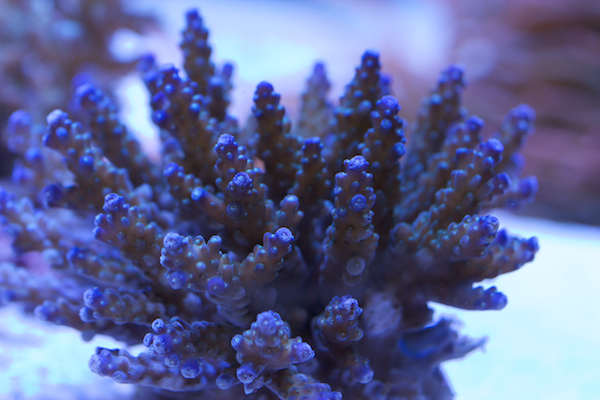 acropora nana