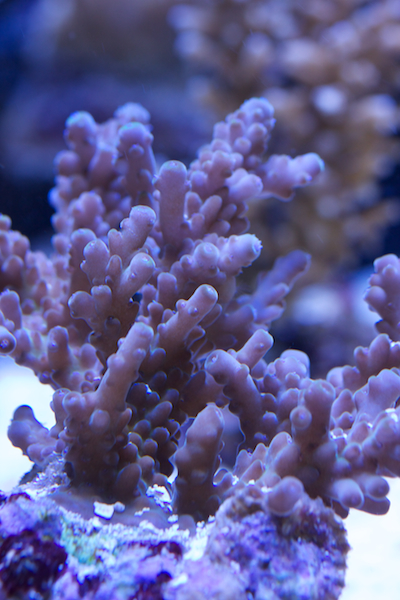 acropora longyciathus