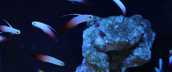 Nemateleotris magnifica.JPG