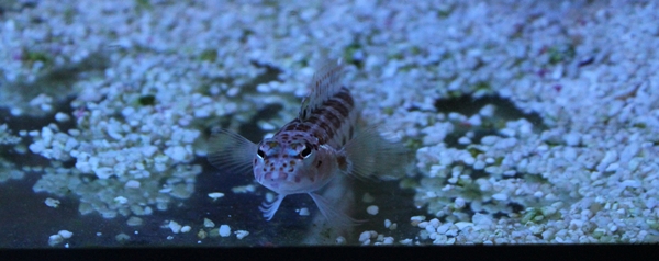 Lizard.JPG