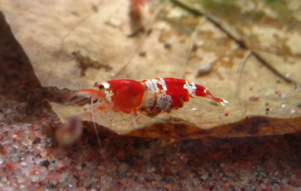 tulisukamamma.jpg