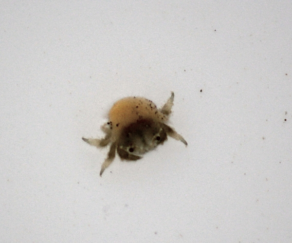 Porites rapu 6mm.JPG