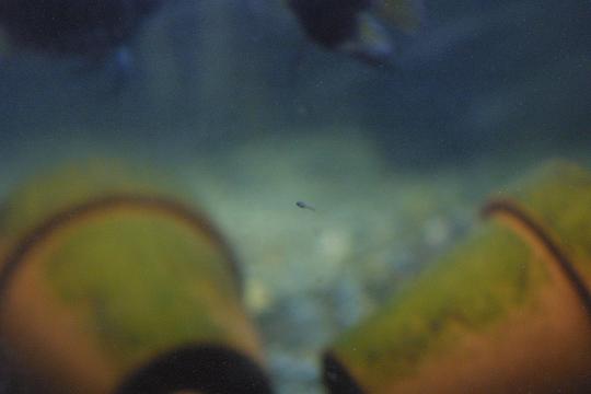 Siinä on pikkukaveri