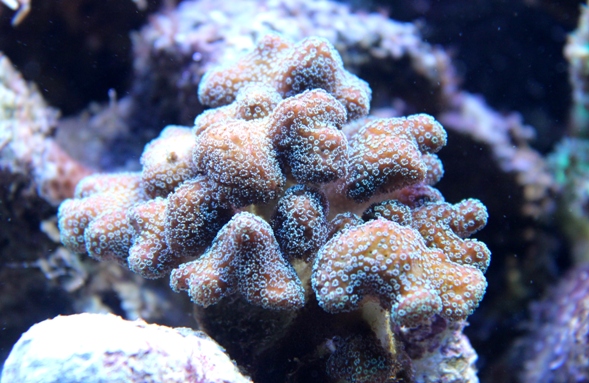 Stylopora_.jpg