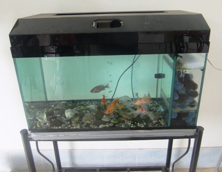 Outdoor Goldfish Tank Thailand.JPG