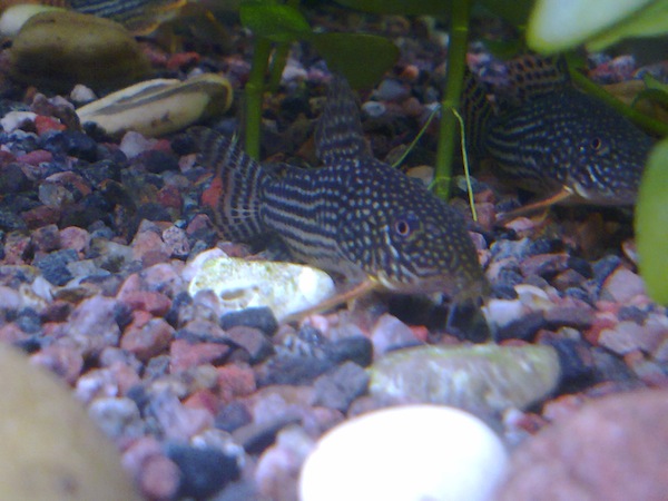 130720111177.jpg