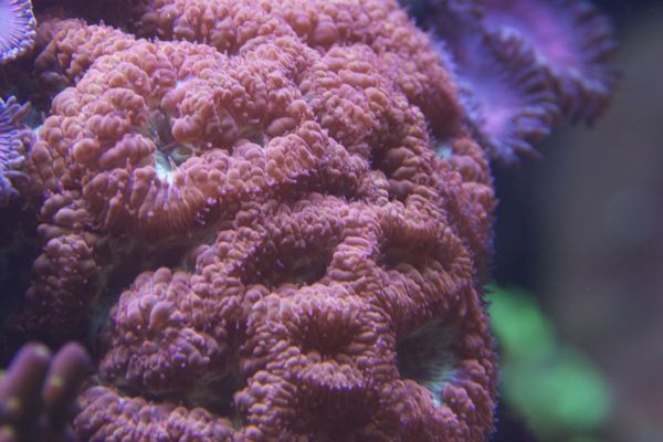 Blastomussa