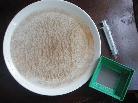 poikaset 15 pvää 026.jpg