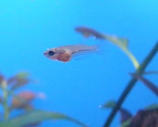 15 pvän ikäinen, artemiaa maha täys.JPG