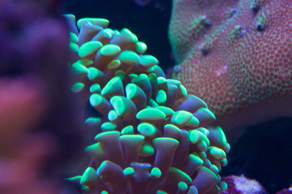 Euphyllia