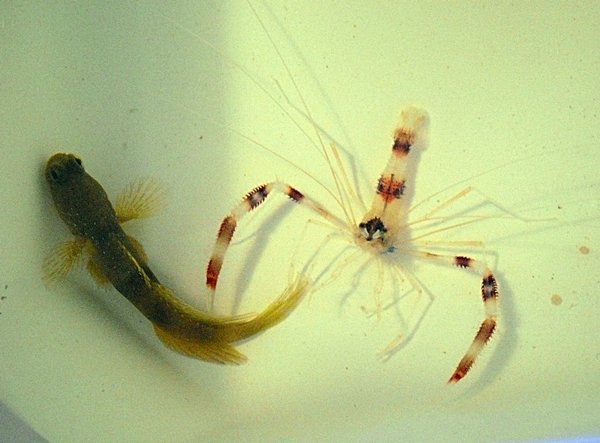 C.cinctus ja S.hispidus.JPG