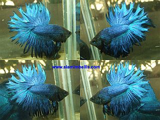 Turquoise-1.jpg