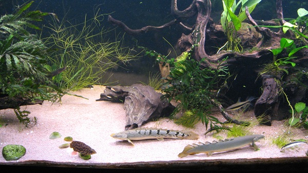 akvaario Afrikka 030.jpg