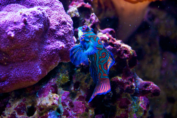 Pterosynchiropus splendidus ♂