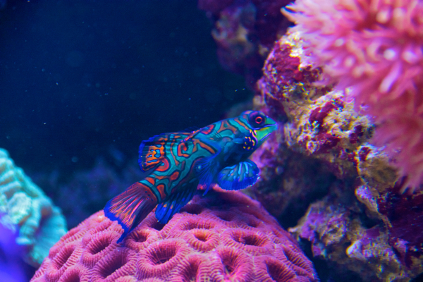 Pterosynchiropus splendidus ♂