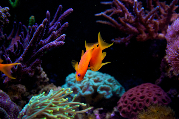 Pseudanthias squamipinnis &quot;tyttöjenvälisestä ystävyydestä&quot;
