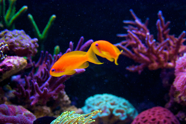 Pseudanthias squamipinnis &quot;tyttöjenvälisestä ystävyydestä&quot;