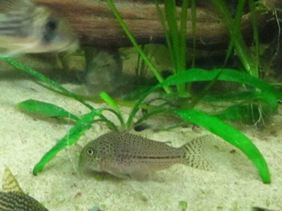 C. julii, jaguaarimonninen