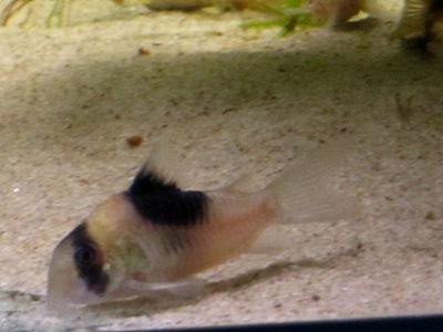 Corydoras sp. CW51