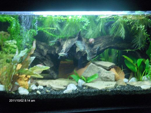 Tässä nyt lämmitellyksi "surmanloukku" (nimi tulee vainajamäärstä)